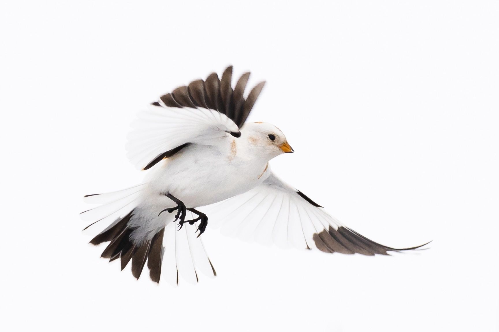 Snow buntings (Plectrophenax nivalis) by Lisa Hupp/USFWS.  Public Domain